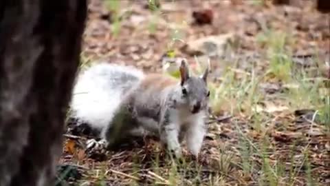 Helping Baby Squirrels takes a bad turn