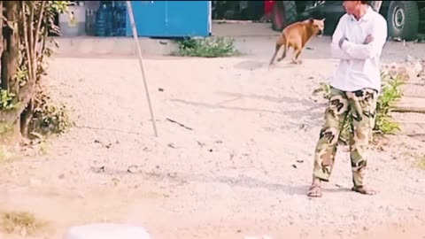 Troll Prank to Dogs_ Fake Lion & Fake Tiger Prank to Dogs|Big Box Pranks to Dogs PART #1