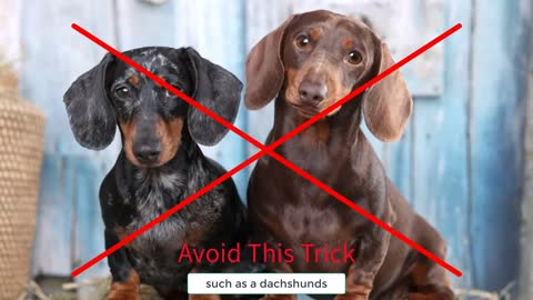 5 Easy Tricks You Can Teach Your Dog at Home