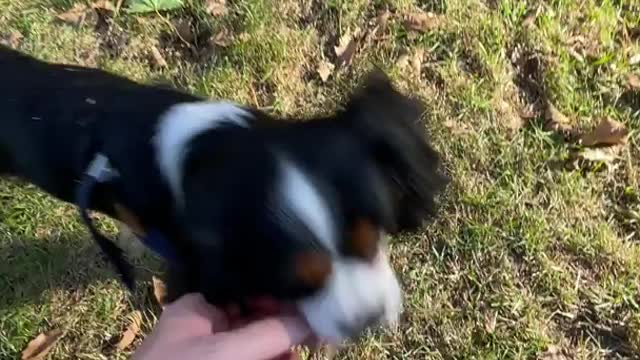 Dog Doesn't Want Owner To Pick Up Leaf
