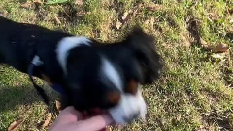 Dog Doesn't Want Owner To Pick Up Leaf