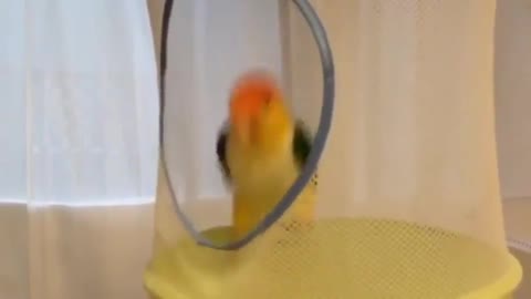 Bird Happily Jumping after done playing with a toy