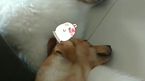 Cute dogs sleeping