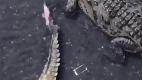 friends phone drop to river full of crocodile
