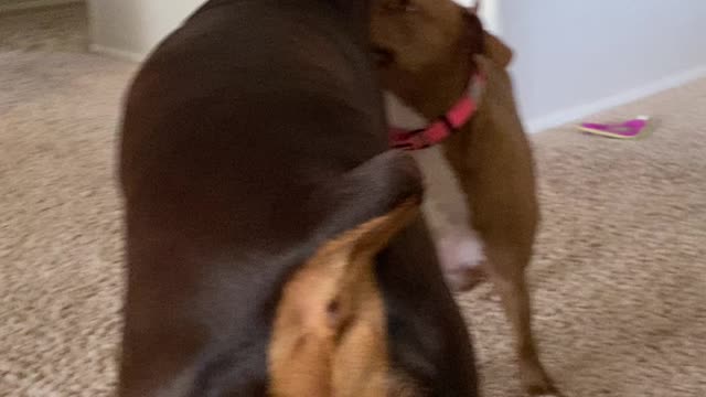 Dobie and Pitty best friends