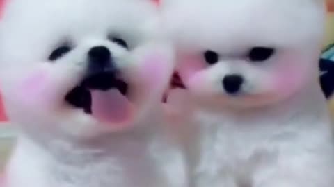 Baby cute dog video