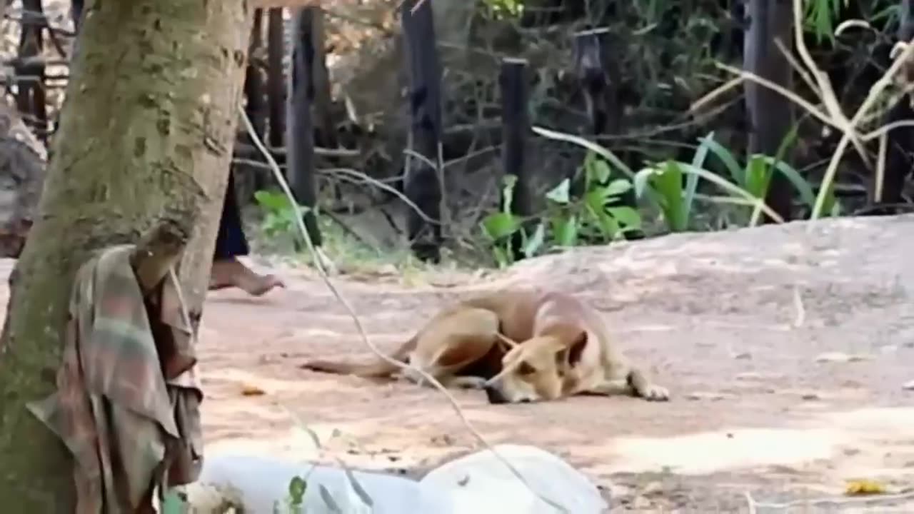 Fake Lion and Tiger prank to Dog