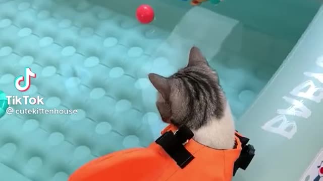 Sweet cat learning swimming