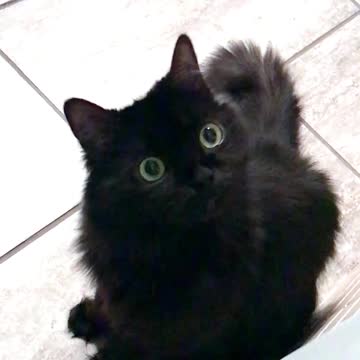 Cat's Adorable Reaction to Goodies 😅😍#FunnyCAT #Youtubeshorts