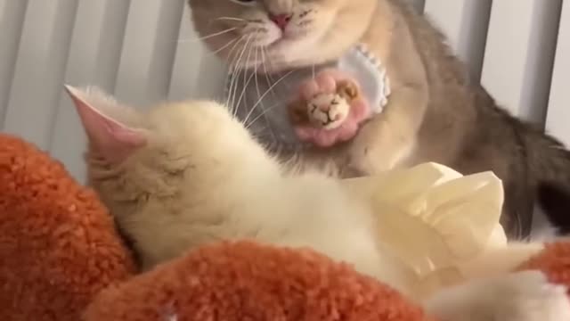 OMG So Cute Cat Video ❤ #cat #shorts