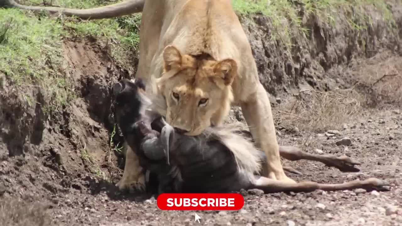 BRUTAL Moments when Male Lions Attacked their Prey | Pet Spot