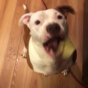 Pitbull vs. Pickle