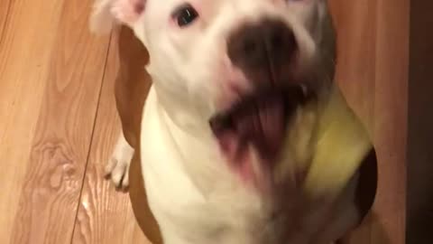 Pitbull vs. Pickle