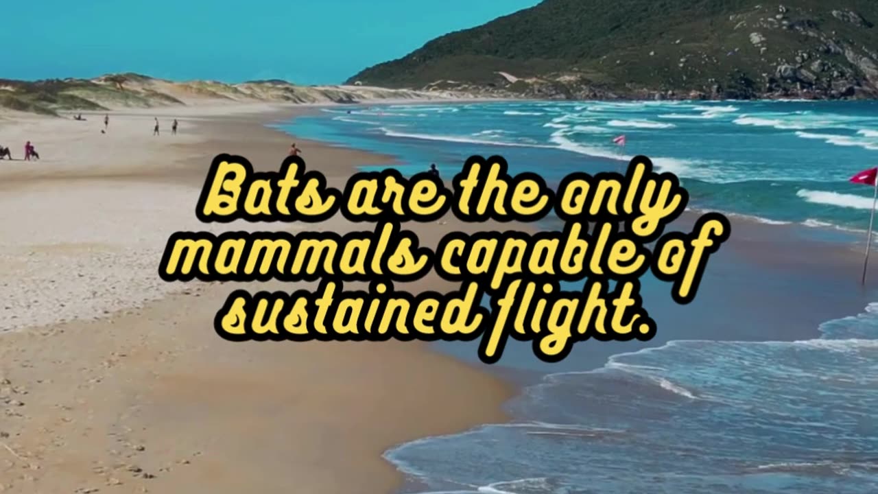 Animal Facts. Bats #shorts