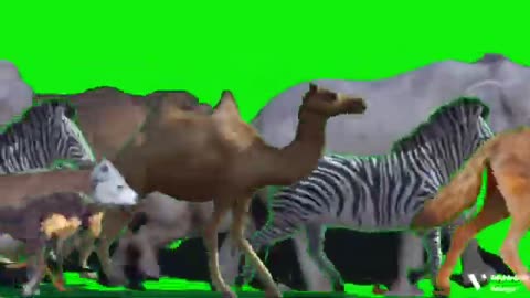 Animal Zoo Escape Green Screen