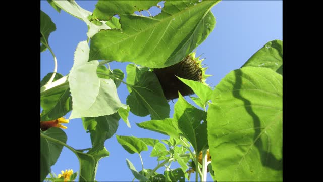 Lucky Charm Giant Sunflower September 2021