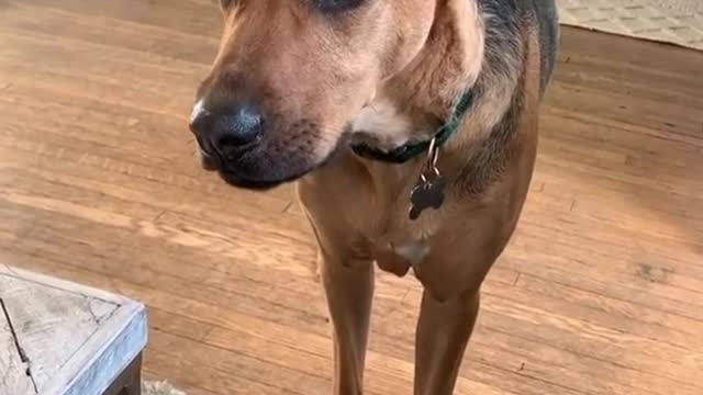 Adorable vocal doggy begging