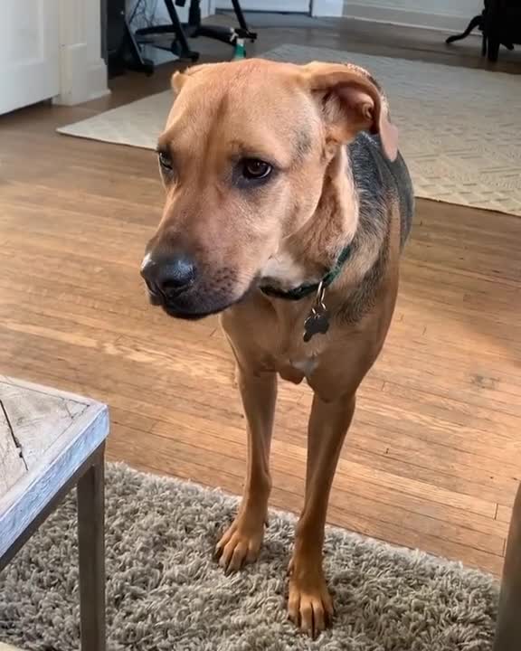 Adorable vocal doggy begging