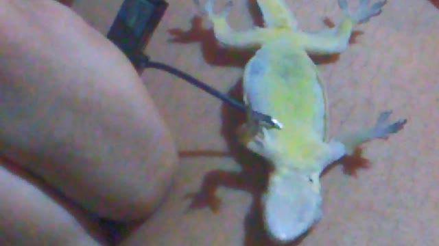 Lizard Boosted back to Life