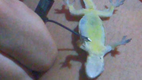 Lizard Boosted back to Life