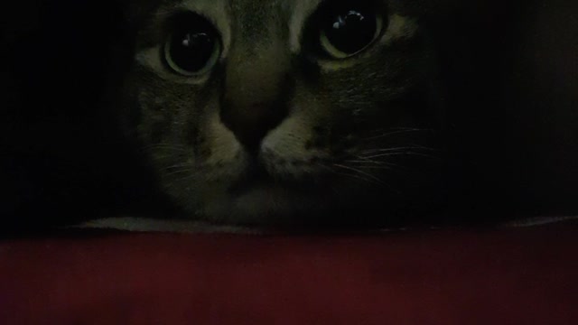 There is a cute cat in the blanket