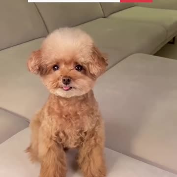 Cute Puppy Emoji Reaction On Our Face || #rumbleshort video