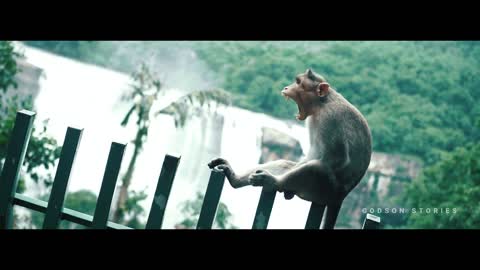 New_nature_Whatsapp_status__forest_bgm