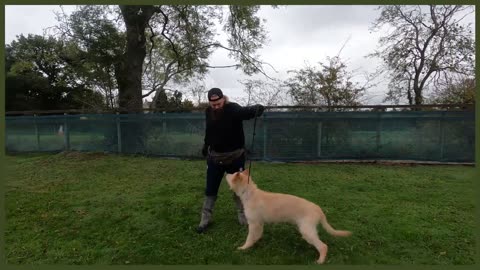 AGGRESSIVE GERMAN SHEPHERD TRIES TO BITE DOG TRAINER