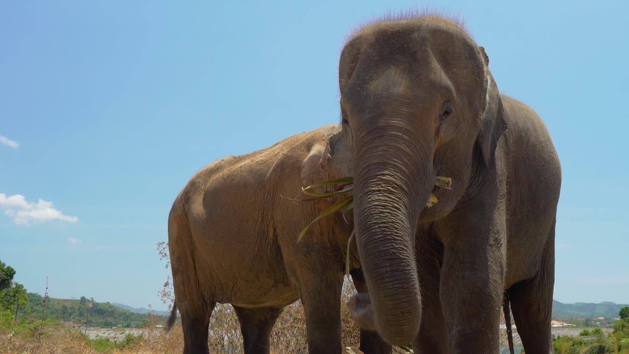 Elephants eating seen in detail