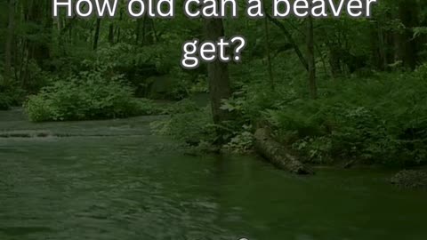 Beaver Fact 1 - How old can a beaver get?