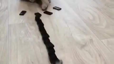 Funny cat playing cute cat