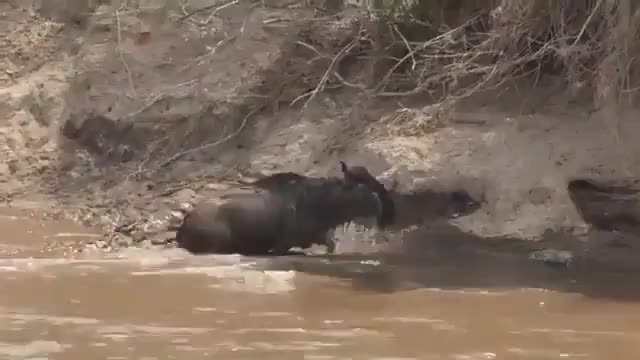 buffalo tries to escape deadly attack by giant alligator