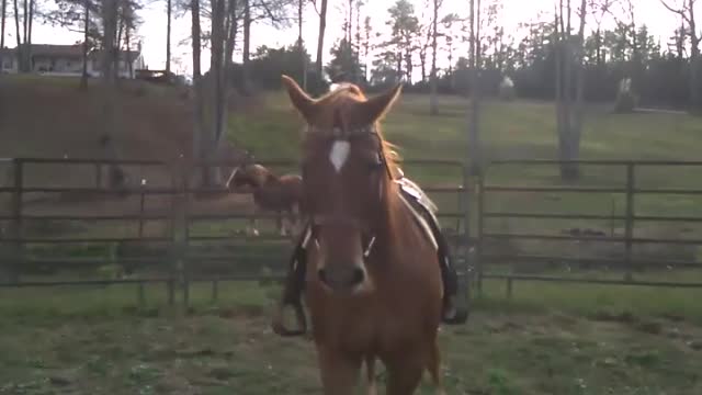 Quarter Horse Mare in the Round Pen - Carmels Lil Gale