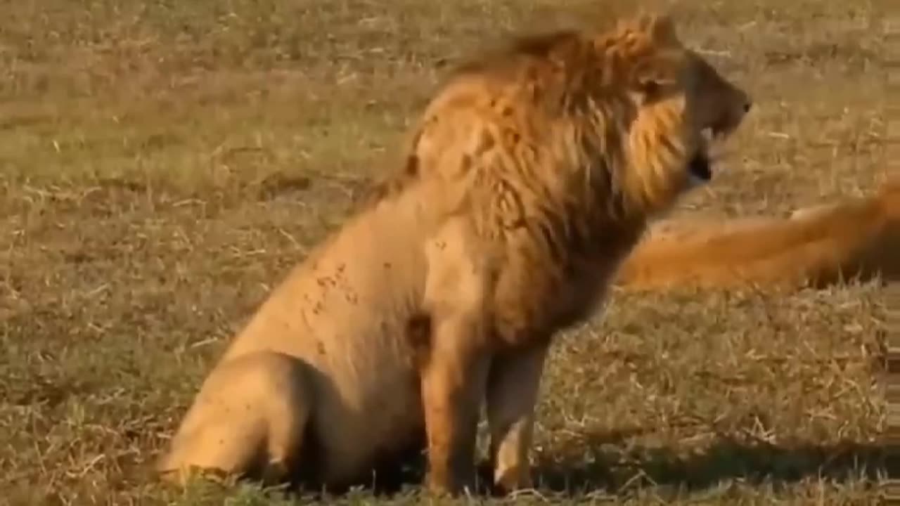 Troll prank dog funny &fake lion and fake tiger prank to dog(try not to laugh)