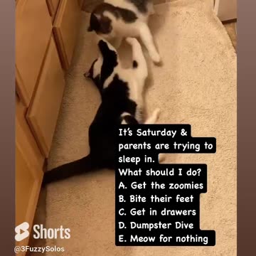 Parents are sleeping part 2. This is what the Solos did. #catshorts #catfunny