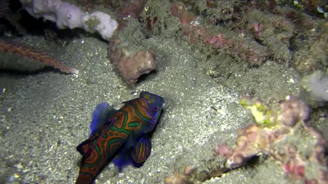 Mandarin fish,Mandarinfish