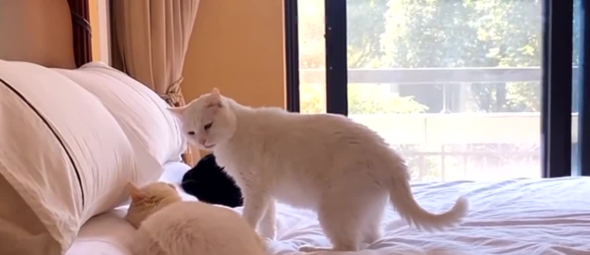 INTERACTIVE ACTION OF TWO CATS - SEE ENTERTAINMENT