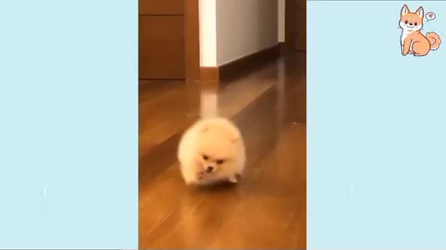 pets cut funny vidio animals cut