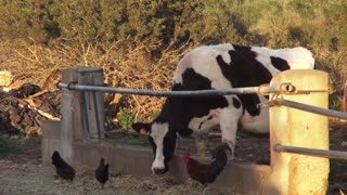 Exploring farm full of american white cows