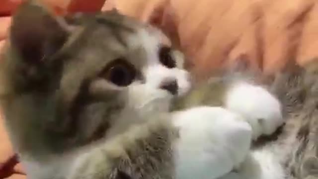 Cute cat very cute