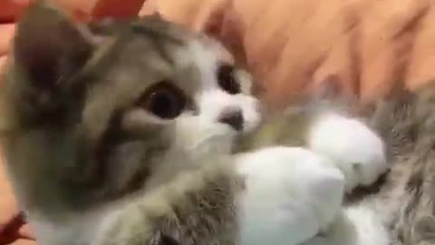 Cute cat very cute