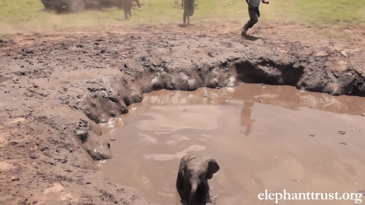 5-day-old elephant rescued from muddy pond