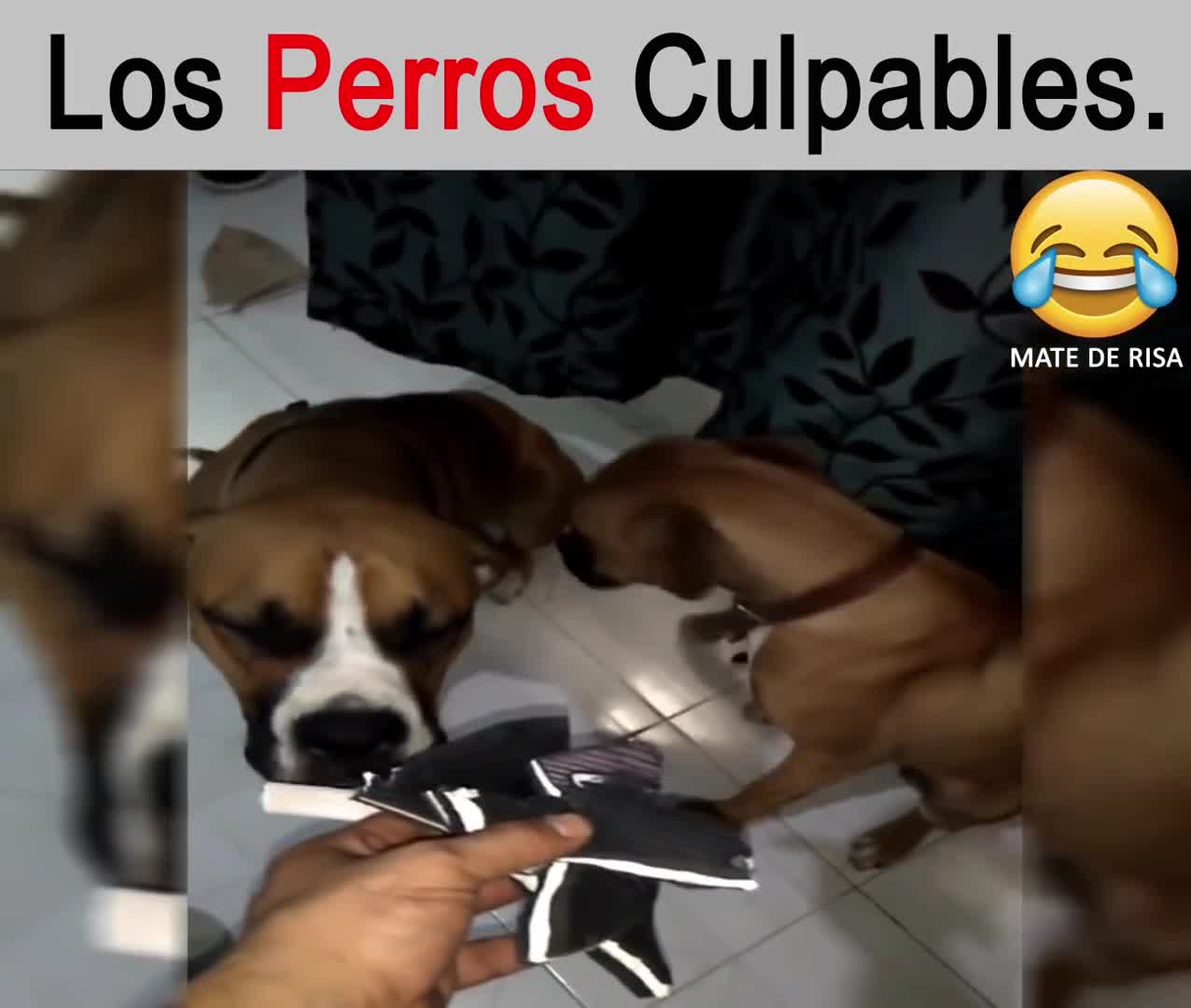 Los Perros Culpables_1
