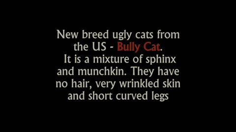 Cats love everyone! Do you like the new breed?