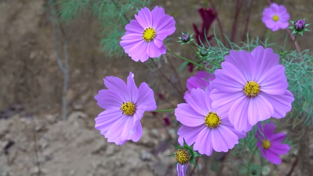 Beautiful cosmos blooming in autumn 2