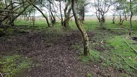 Walking in a woodland . Found a small snake.