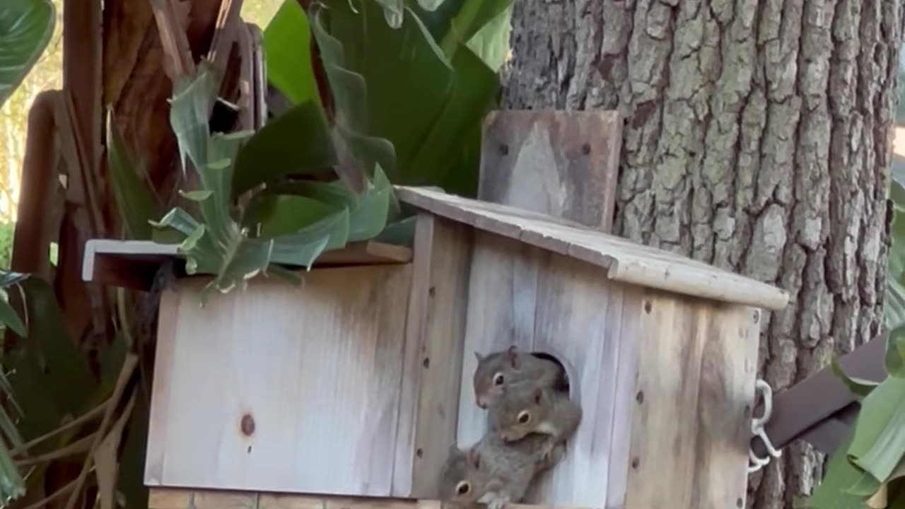 Adorable Baby Squirrels Peek Out of Their House