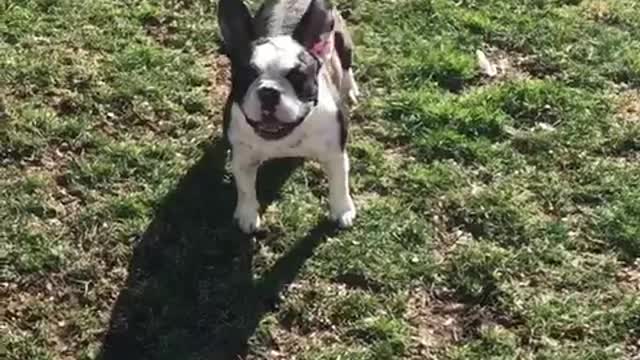 Small black white dog loves jumping and playing in the sprinklers outside