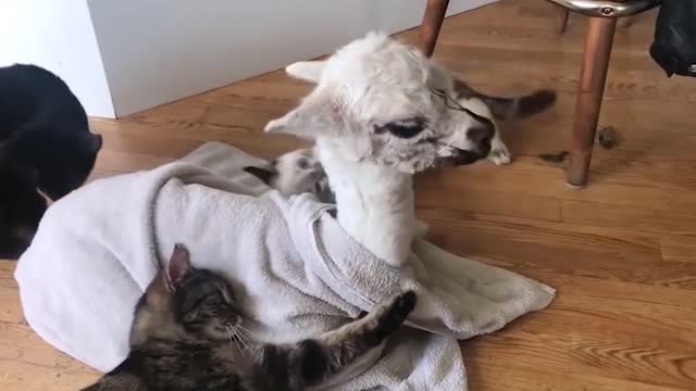 The cats play with the alpacas, they will become very good friends