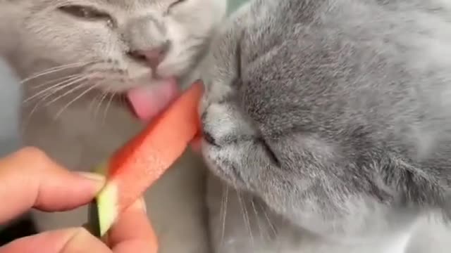 Cat eting watermelon funny video